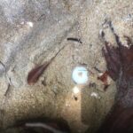 Sea turtle eggs continue to pop up across Phang Nga | Thaiger