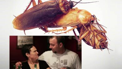 Humans are blocking cockroaches from getting laid