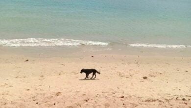 Krabi officials catch stray dog on Ao Nang beach after attack on tourist