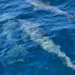Pod of dolphins makes an appearance in Phang Nga | Thaiger