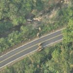 Desperate elephants flee massive forest fires in eastern Thailand | Thaiger
