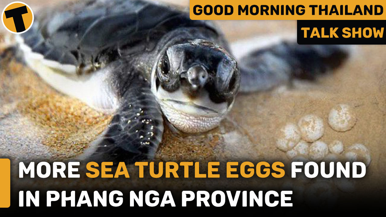 More sea turtle eggs found in Phang Nga province | GMT