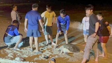 Beachgoers find giant sea turtle carcass in Pattaya