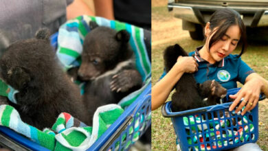 Bear cub smuggler arrested in northern Thailand