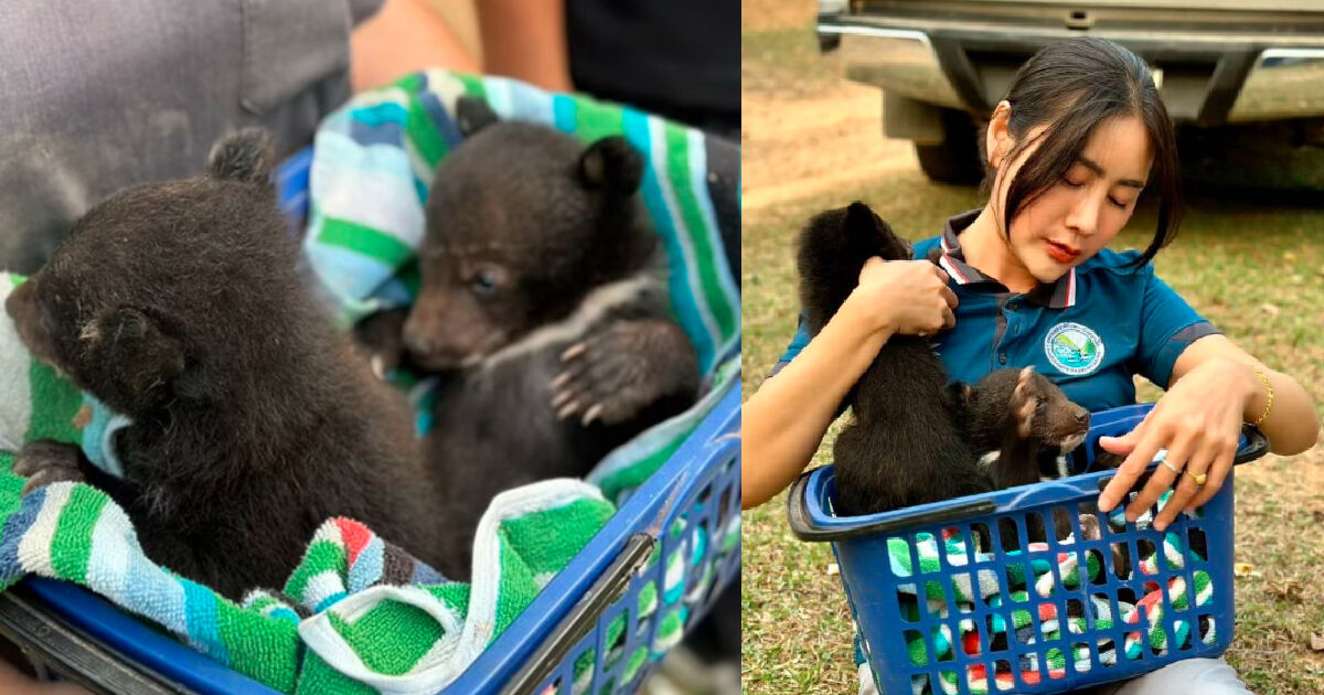 Bear cub smuggler arrested in northern Thailand