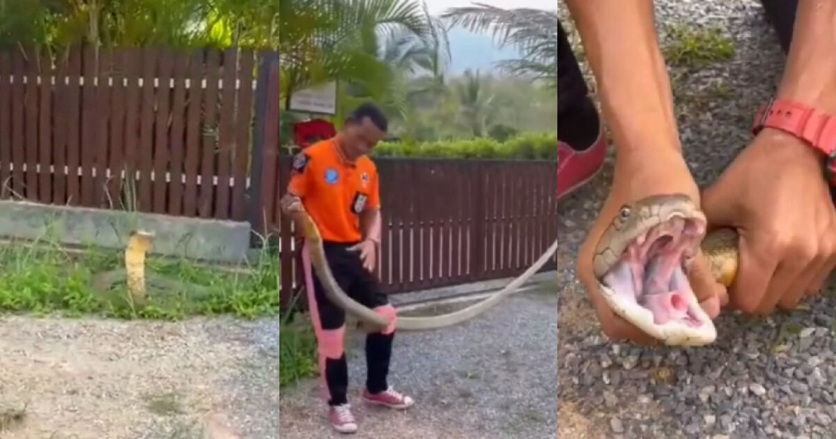 Snake catcher wrangles king cobra at farang’s house in Krabi, Thailand (video)