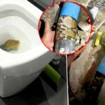 Not flushing? Man finds 23kg python in his toilet | Thaiger