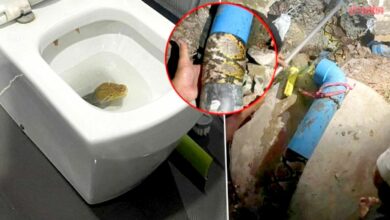 Not flushing? Man finds 23kg python in his toilet