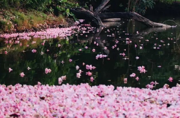 Pink trumpet trees decorate park in middle of Bangkok