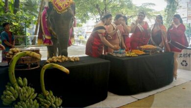 Thai plus-size pageant ladies have eating contest with an elephant