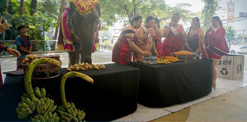 Thai plus-size pageant ladies have eating contest with an elephant