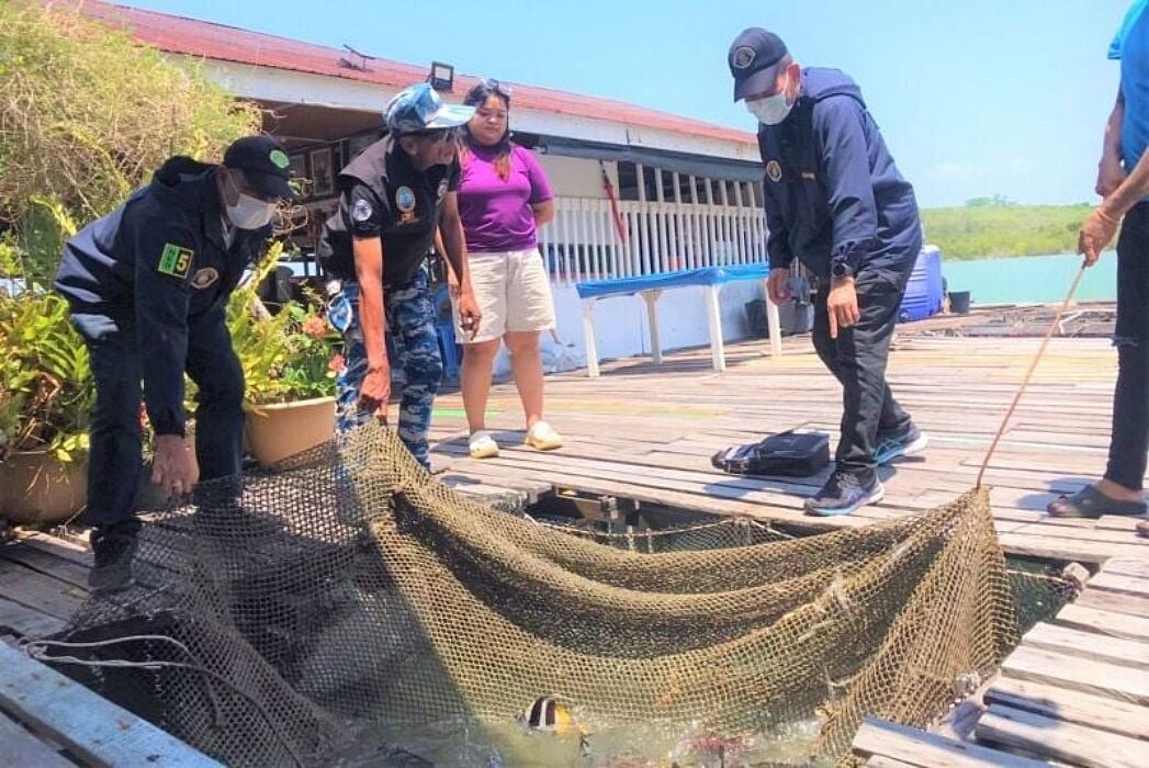 2 Phuket restaurants busted with protected marine life