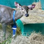 Courageous deer survives multiple bullets and finds new home in Hua Hin | Thaiger