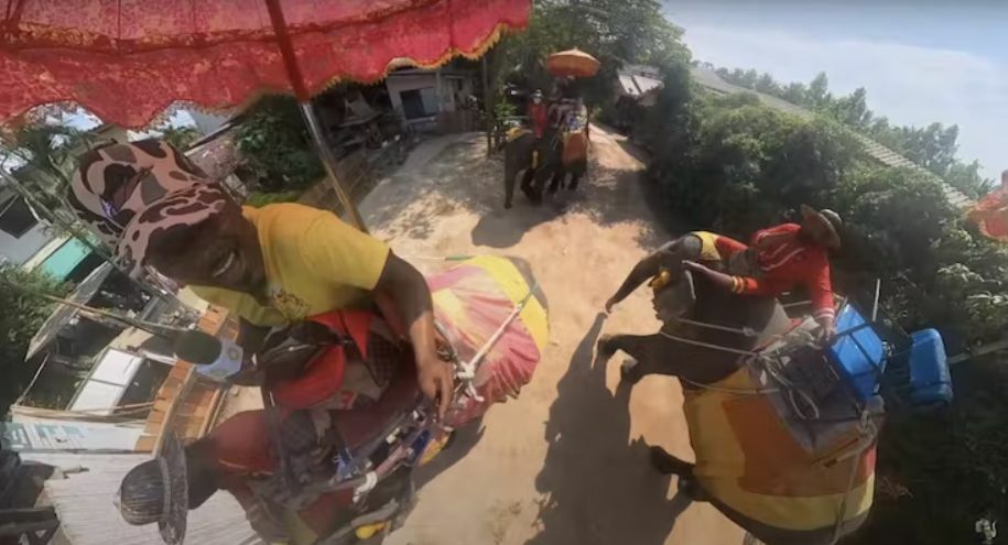 Tourist films himself smoking blunt while riding elephant in Thailand | News by Thaiger