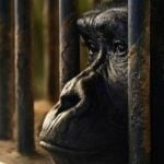 A gorilla&#8217;s plight in Thailand continues after 30 years in a concrete hell | Thaiger