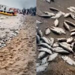 8,000kg of dead fish wash up on Chon Buri beach | Thaiger