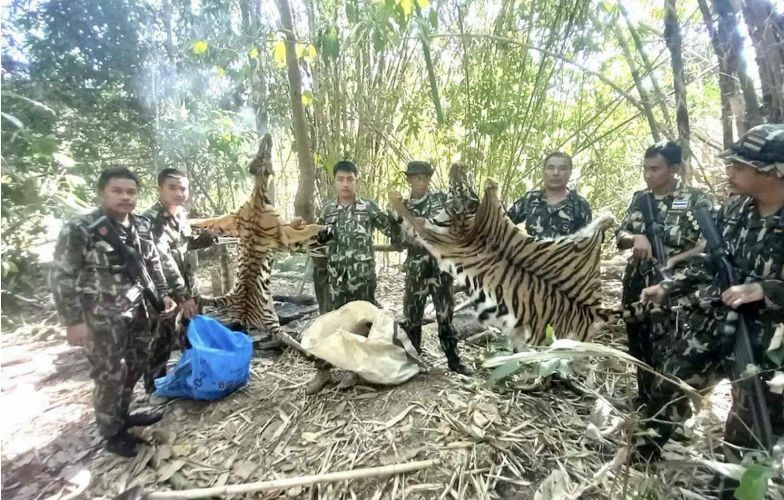Thai netizens call out sentence for tiger killers as too lenient