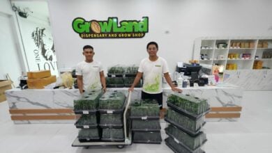 Growing cannabis in Thailand? Never grow alone with Growland Dispensary and Grow Shop