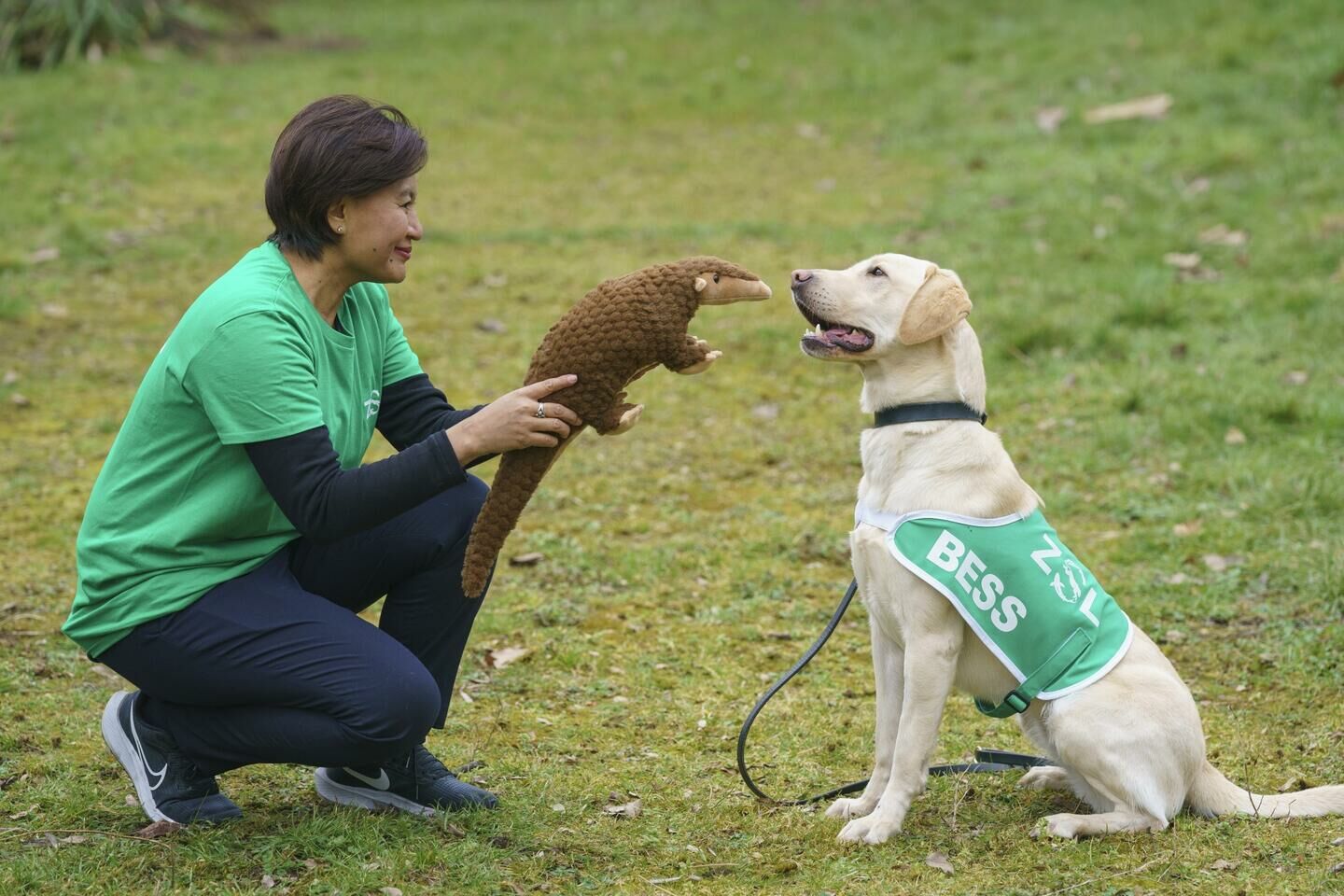 British labradors head to Thailand to sniff out smuggled pangolins