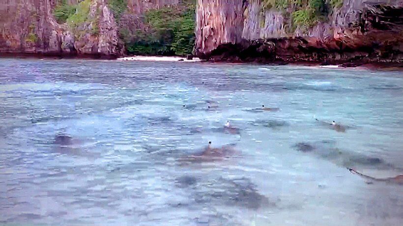 Managing blacktip reef sharks in Maya Bay, Thailand | News by Thaiger