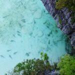 Managing blacktip reef sharks in Maya Bay, Thailand | Thaiger