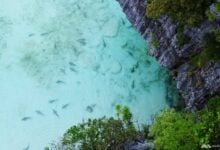 Managing blacktip reef sharks in Maya Bay, Thailand | Thaiger
