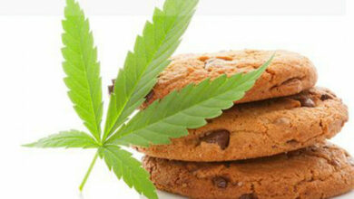 FDA urge parents to be cautious after several children ate cannabis edibles in southern Thailand