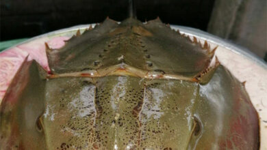 Health officals urge caution after 2 people die from eating horseshoe crab