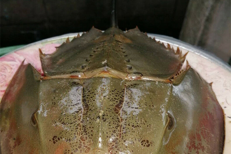 Health officals urge caution after 2 people die from eating horseshoe crab