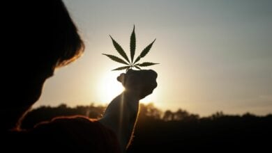 Hazy days ahead: The future of cannabis tourism in Thailand | Thaiger