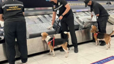 Beagles sniff out smuggled Chinese duck at Bangkok Airport