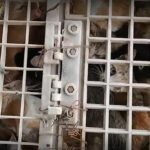 Cat slaughterhouse shut down in Vietnam, 197 cats saved (video) | Thaiger
