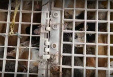 Cat slaughterhouse shut down in Vietnam, 197 cats saved (video)