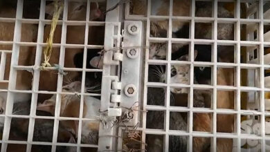 Cat slaughterhouse shut down in Vietnam, 197 cats saved (video)