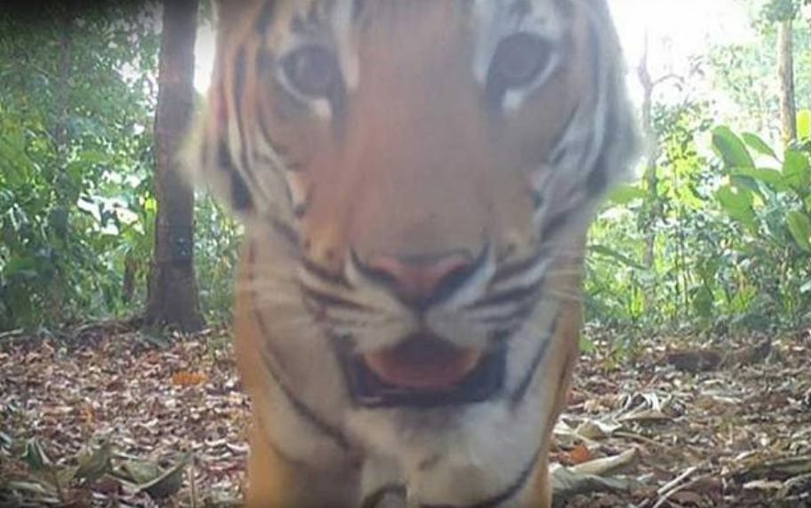 That's neat, more Indochinese tiger feet spotted in western Thailand sanctuary | News by Thaiger
