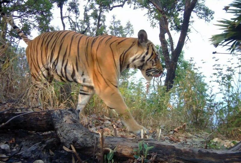 That's neat, more Indochinese tiger feet spotted in western Thailand sanctuary | News by Thaiger
