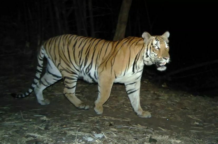 That's neat, more Indochinese tiger feet spotted in western Thailand sanctuary | News by Thaiger