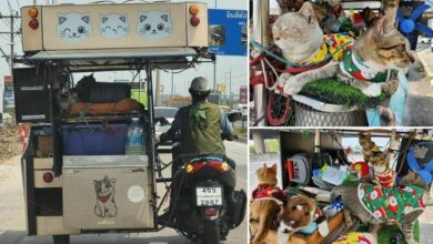 One man’s motorcycle trip from Bangkok to Korat with his 11 cats goes viral