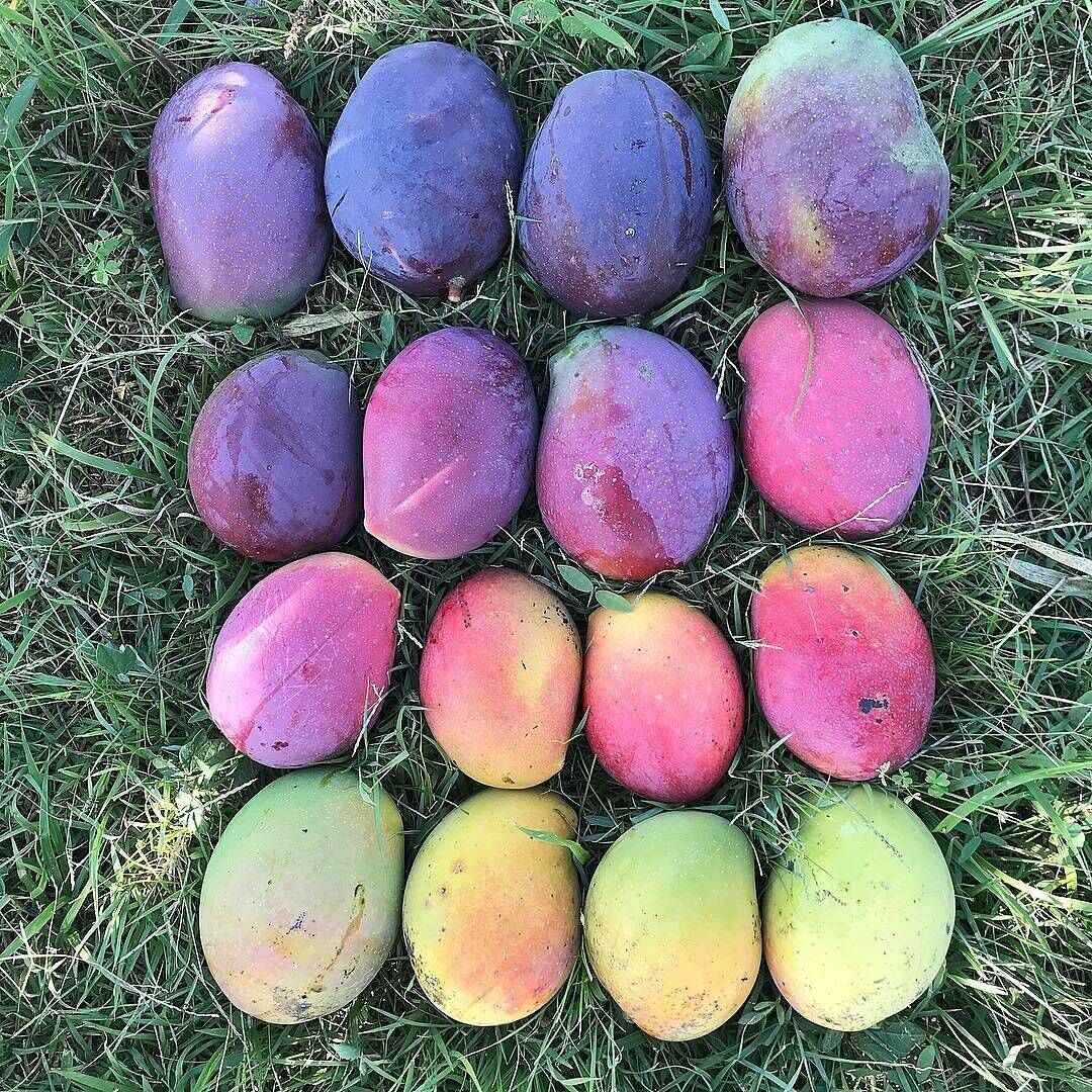 Thai mangoes