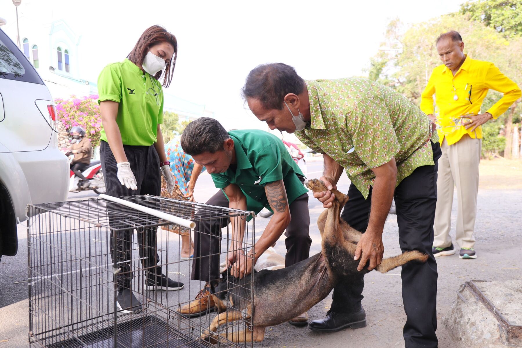 Following complaints, Phuket officials swoop on stray dogs