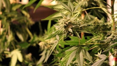 Medical cannabis vs traditional treatments