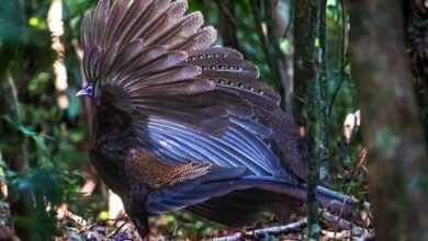 Wildlife officials capture photos of rare bird in South Thailand
