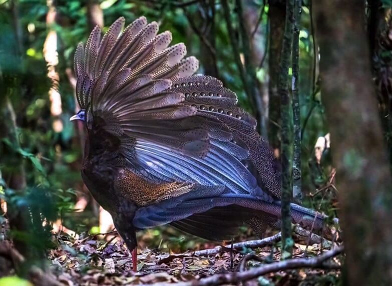 Wildlife officials capture photos of rare bird in South Thailand