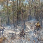 Forest fire kills another firefighting volunteer in northern Thailand | Thaiger