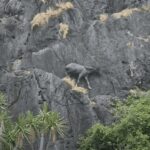 Thai park officials spot rare, endangered serow | Thaiger