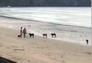 Stray dogs intimidate foreign tourists at Krabi’s Ao Nang Beach