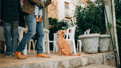 7 must-visit dog cafes in Bangkok