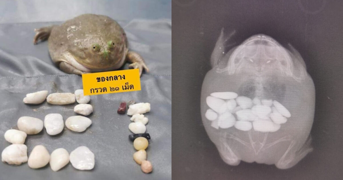 Vet in Thailand removes 21 pebbles from ‘Jelly’ the pet frog’s belly