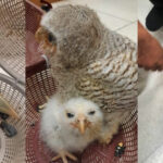 Maldivian tourist caught smuggling 25 live birds out of Thailand | Thaiger