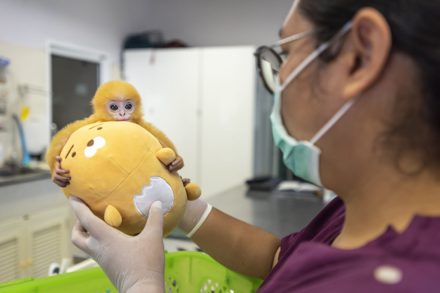 Endangered bright orange langur monkey rescued in Thailand